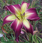 Photo of PURPLE MOUNTAIN WINDSONG